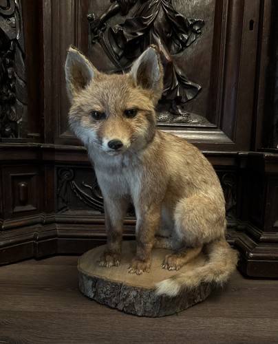 Beautiful taxidermy red fox - beautiful,