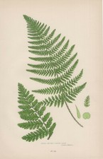 Large Buckler Fern (Dryopteris dilatata) Lithograph from 1905