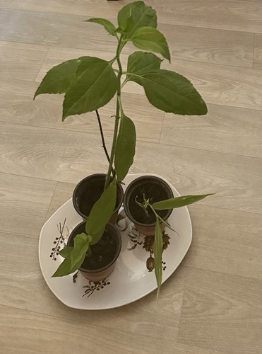 Bundle plants jerusalem - bundle,