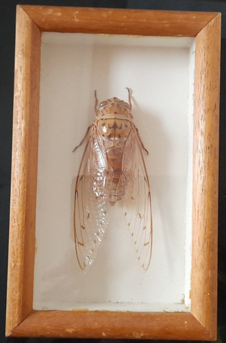 Long taxidermy giant - taxidermy,
