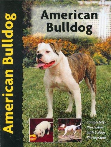American bulldog - bulldog, love