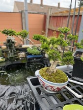 Boxwood Bonsai Tree (Rare