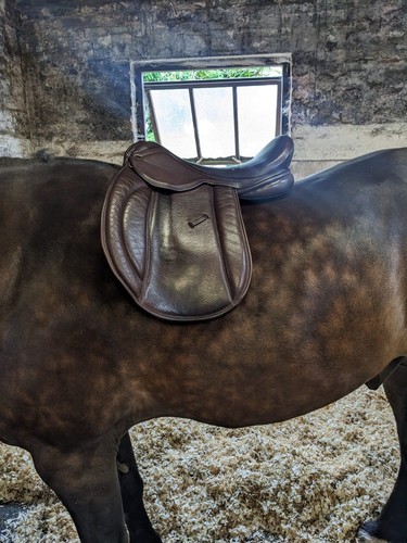 Pony cob and horse - 17",