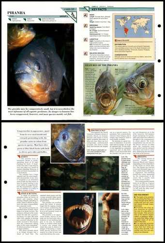 Piranha fish wildlife fact - piranha,