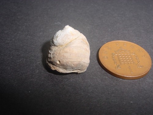 Rare high domed bartonian - domed,
