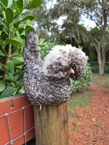 Show quality cuckoo - show-quality,