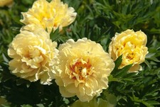 Itoh Peony Garden Treasure
