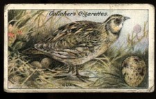 Tobacco Card,Gallaher, BIRDS NESTS & EGGS, 1919, Quail, #47
