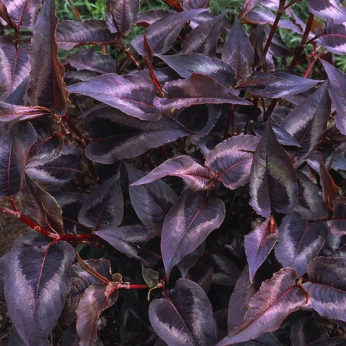 Persicaria microcephala - 3x,