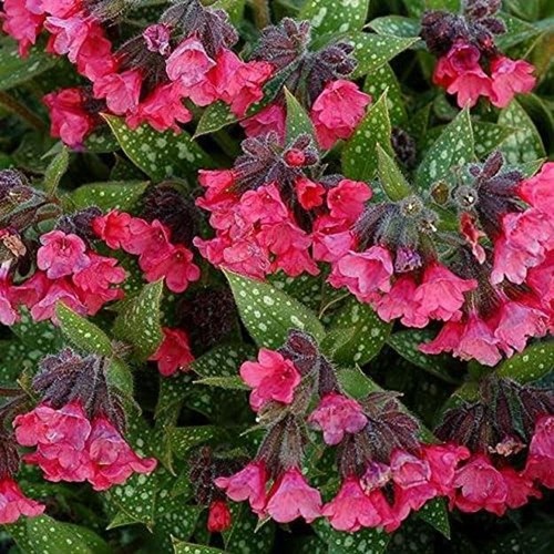 Pulmonaria shrimps on the - 'shrimps,