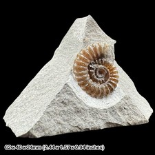 Promicroceras Calcite Ammonite