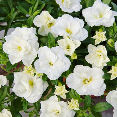 Calibrachoa trailing mini - calibrachoa,