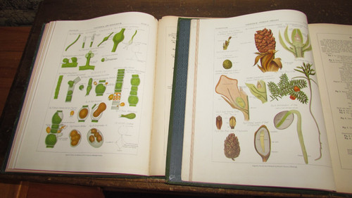 1883 the botanical - the,