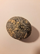 Flint Echinoid Fossil