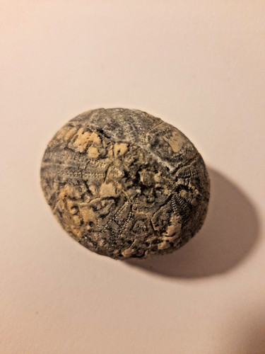 Flint echinoid fossil - flint,