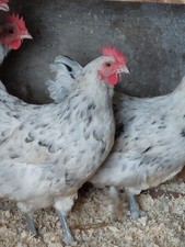 Blue splash Jersey Giants, Six Ovals For Hatching.NOT LIVE ANIMALS