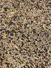 CANARY FOOD  MIXED CANARY SEED