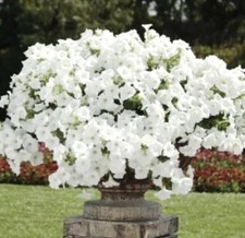 200 x PETUNIA WHITE