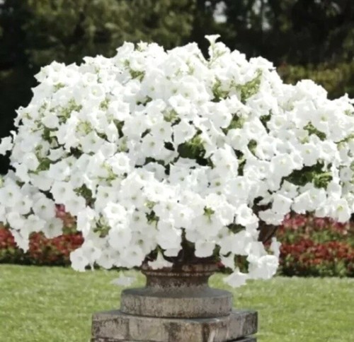 200 petunia white - 200, x