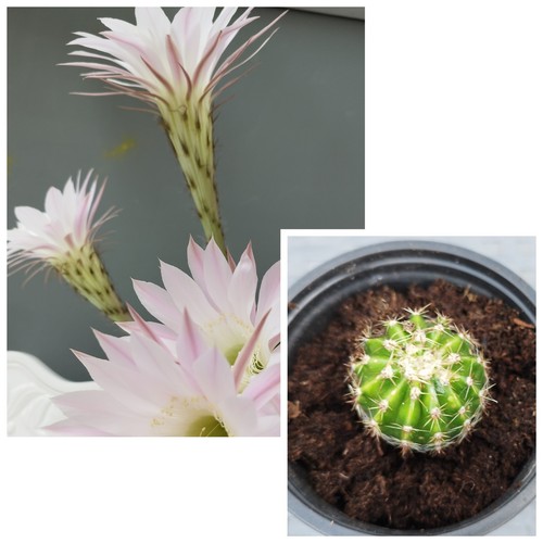 Rooted easter cactus - easter,
