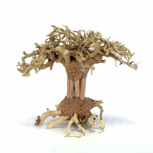 Bonsai tree pagoda hand picked - bonsai,