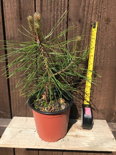 Austrian pine sapling