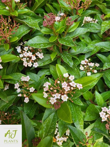Viburnum tinus laurustinus - tinus,