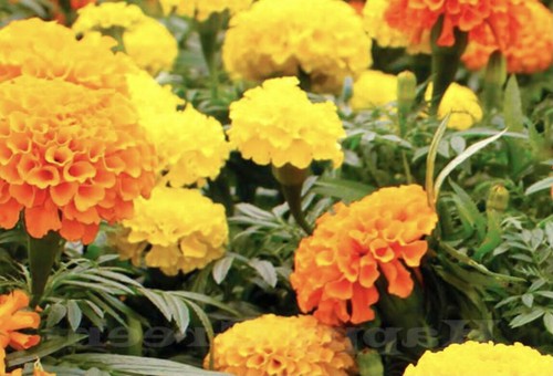 African marigold seeds - african,
