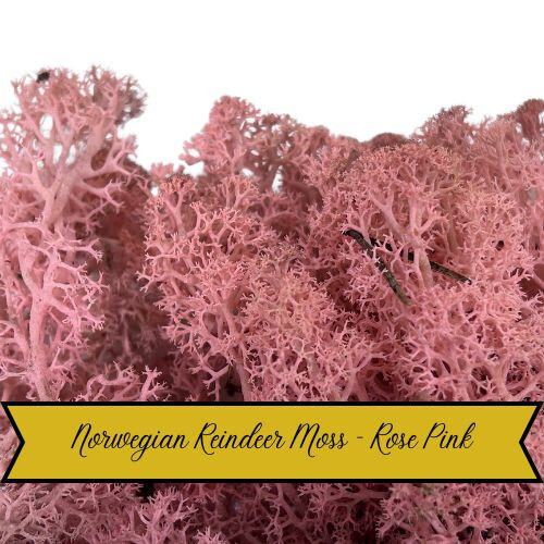 25g dried reindeer moss - 25g,