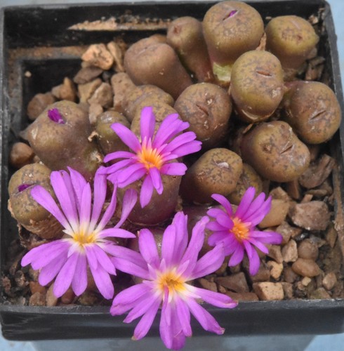 Conophytum arthurolfago