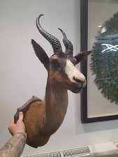 Taxidermy Springbok stag