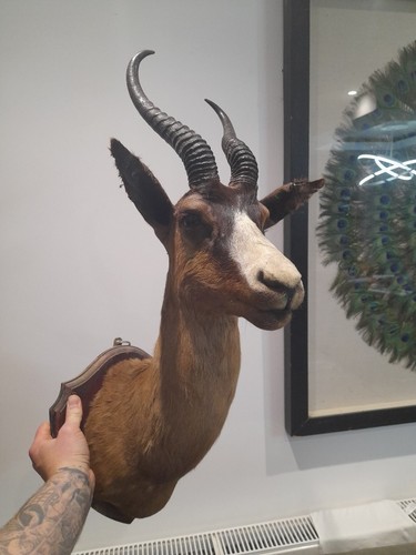Taxidermy springbok stag - taxidermy,