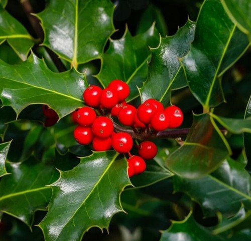 Bare root holly - 1,