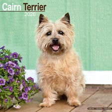 Cairn Terrier 2026 Calendar |