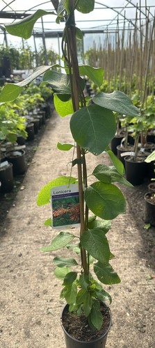 Lonicera brownii dropmore - lonicera, x