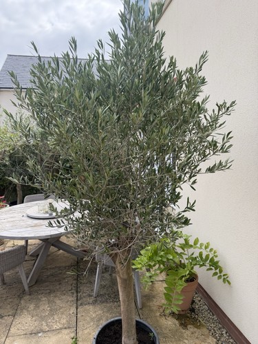 Olive trees 8ft really - trees,