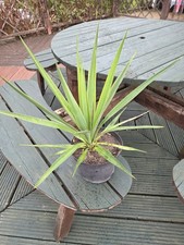 Large Potted Outdoor Yukka Plant Yucca Gloriosa Plant Spanish Dagger Garden 