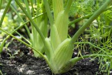 Florence Fennel Seeds, Anise