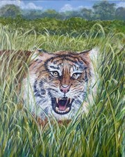 Indian Tiger Emerging From