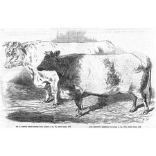 Prize Winning Short Horned