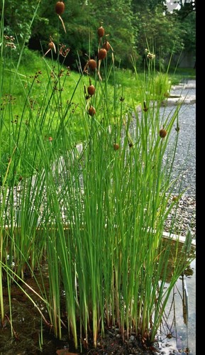 Dwarf bulrush typha minima