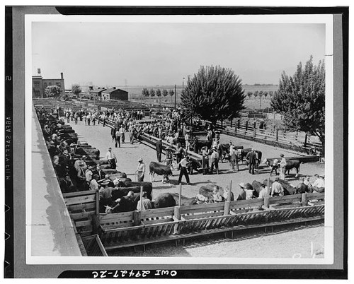 Photo cattle market auction - photo:cattle,
