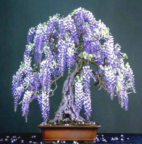 Purple wisteria bonsai tree - 10,