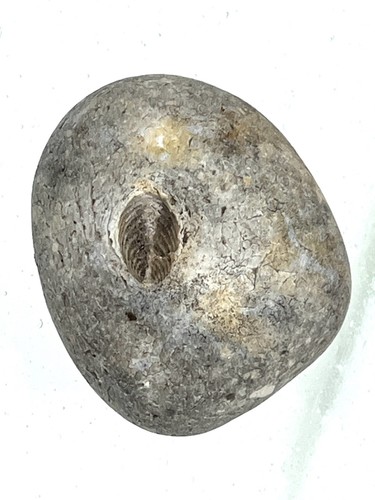 Fossil rock mineral - /, 3.5