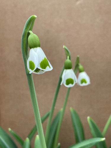 Galanthus plicatus bumblebee - galanthus,
