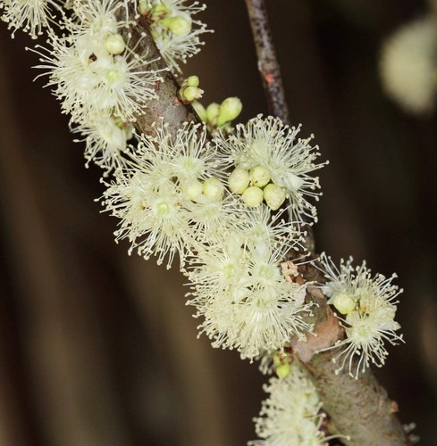 Myrciaria cauliflora 30cm - 10-30cm, |