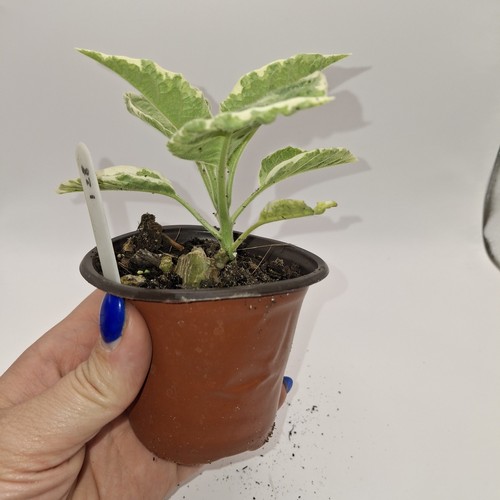 Brugmansia snowbank variegated - brugmansia,