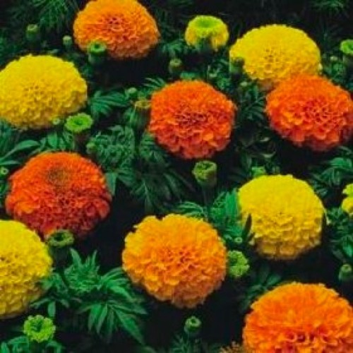 Flower african marigold - african,