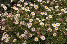 Erigeron Stallone –