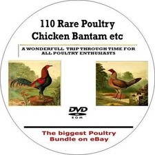 Poultry bantam chicken - bantam, books